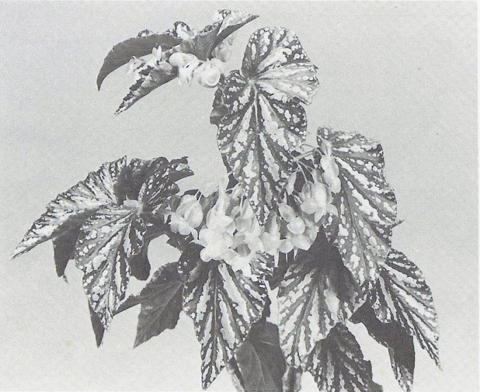 Begonia 'Orpha C. Fox'