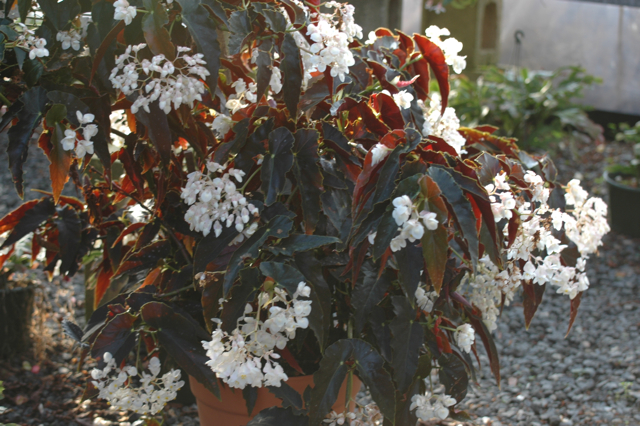 Begonia 'White Cascade' - Photo Ross Boswell.
