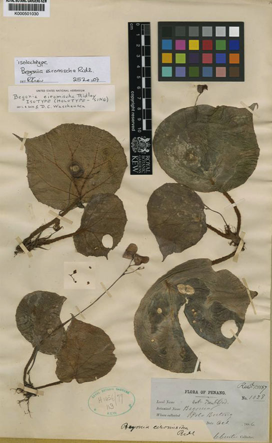 Begonia eiromischa | Ma collection de Begonias botaniques