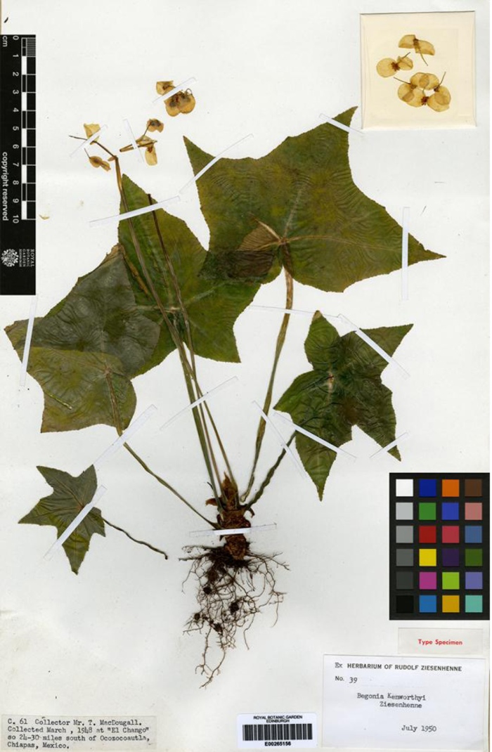 Begonia kenworthyae - Type