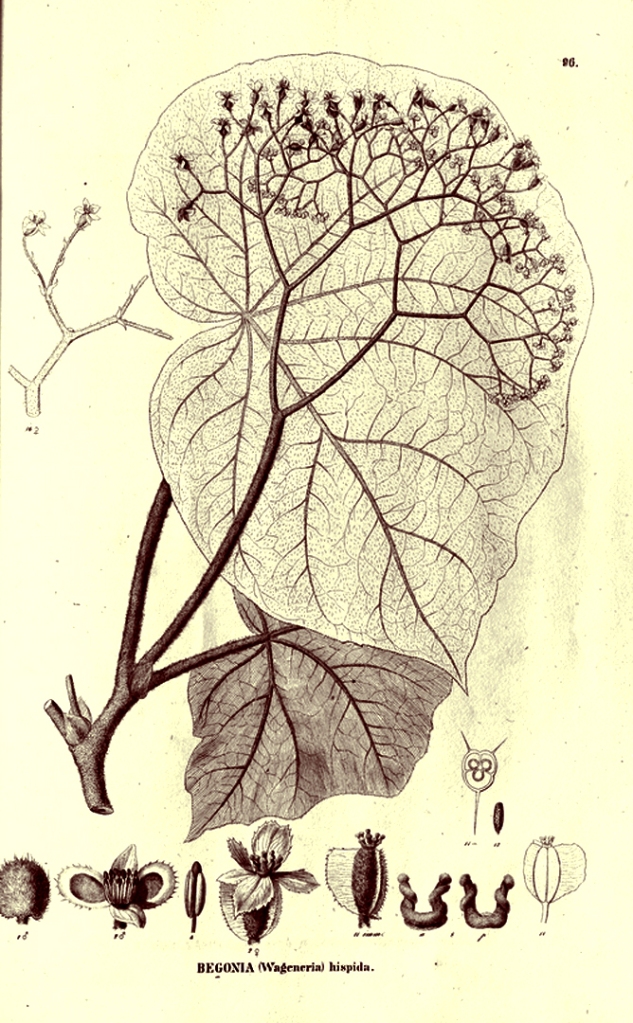 Begonia hispida | Ma collection de Begonias botaniques