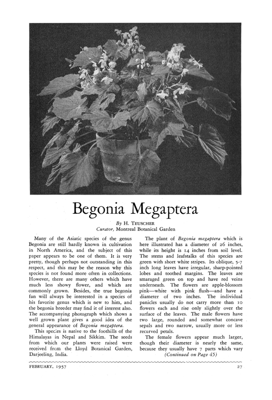 The Begonian - février 1957 page 27